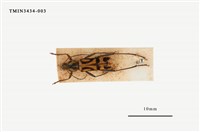 藏品(竹虎天牛)的圖片